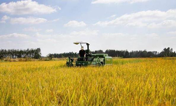 东北黑米富硒大米