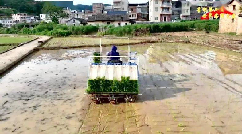 大埔西河富硒大米