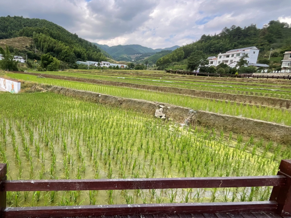 上堡梯田富硒大米