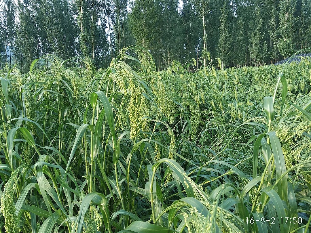 量子高钙富硒大米