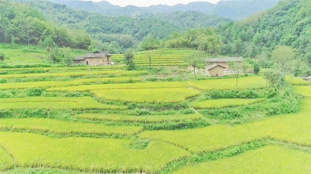 江苏上阜富硒大米