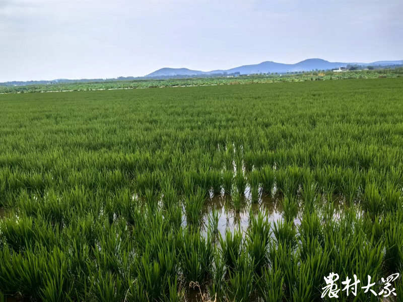 一亩好粮富硒大米