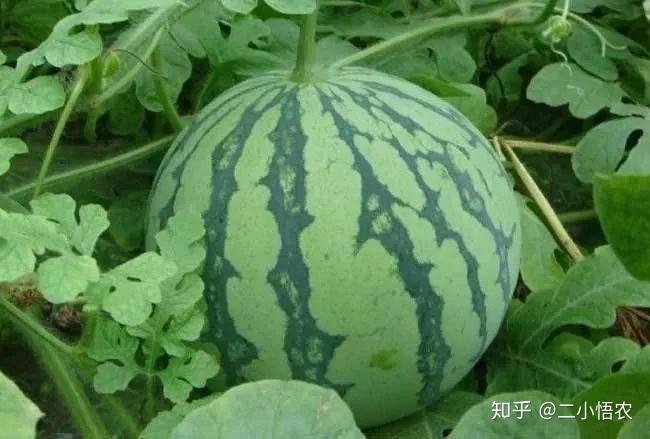 富硒地瓜栽培技术