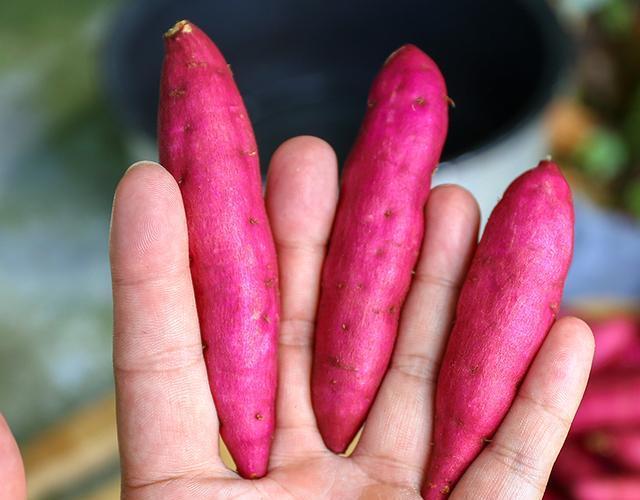 板栗薯、蜜薯、紫薯...你吃过几种？你最喜欢哪一种？