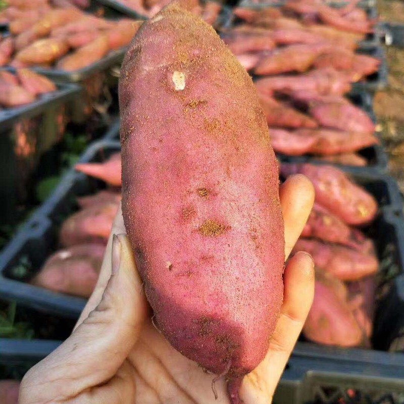 富硒地瓜东方甄?。ǘ降毓霞庸こВ?硒宝网