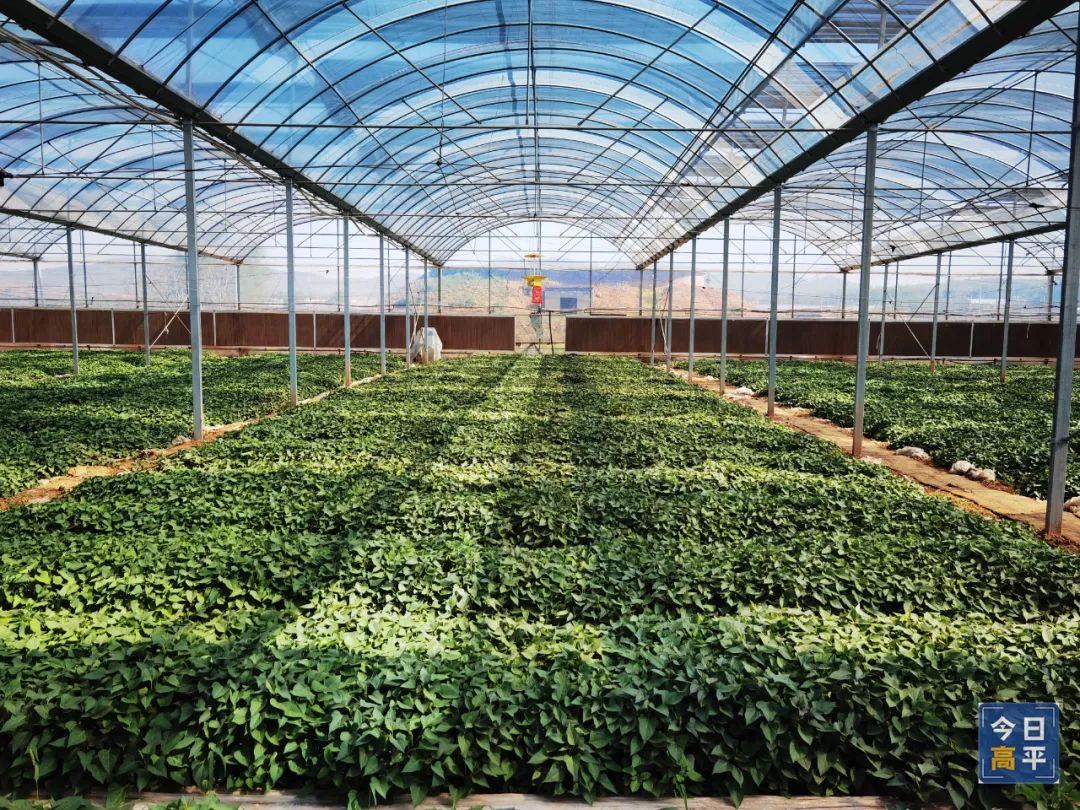 怎样挑选富硒地瓜