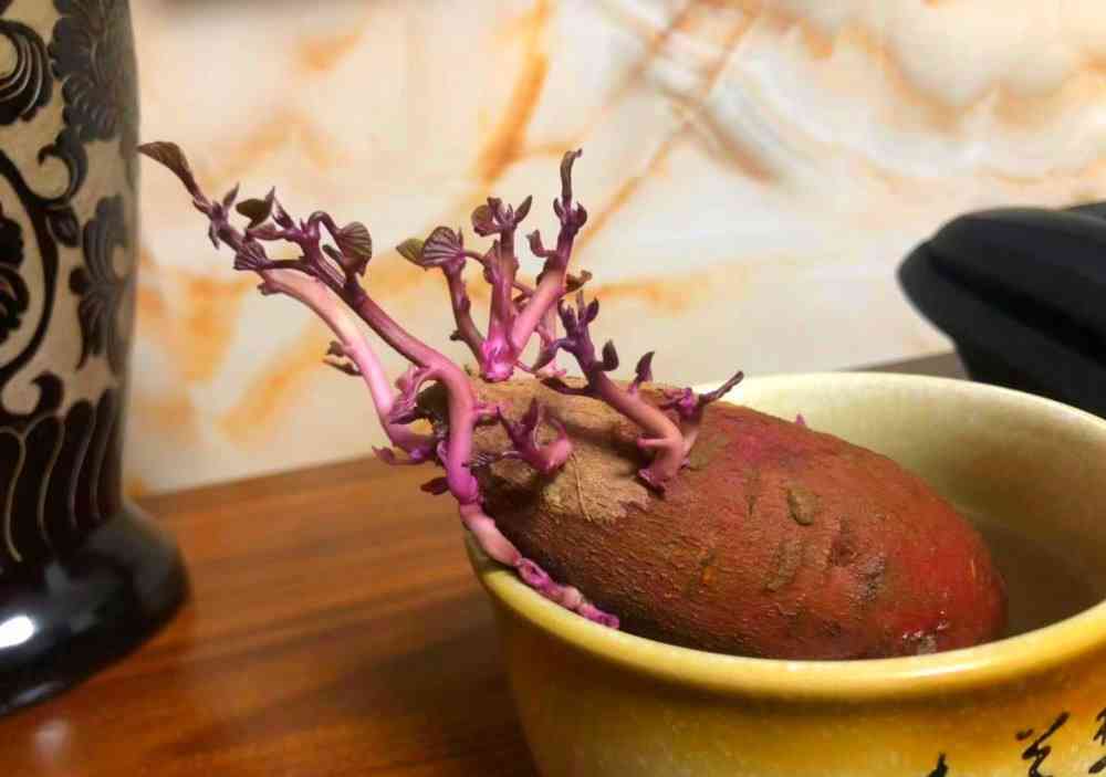发芽后的山芋建议不要再吃