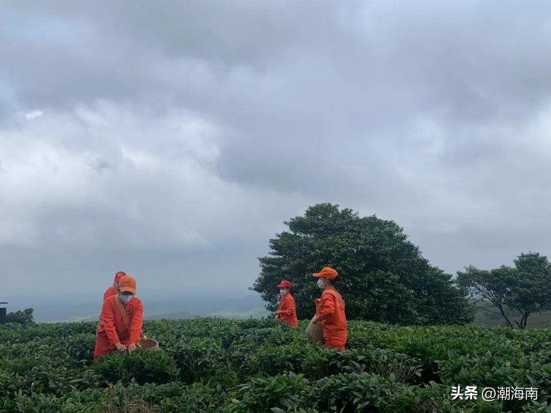 澄迈富硒地瓜价格