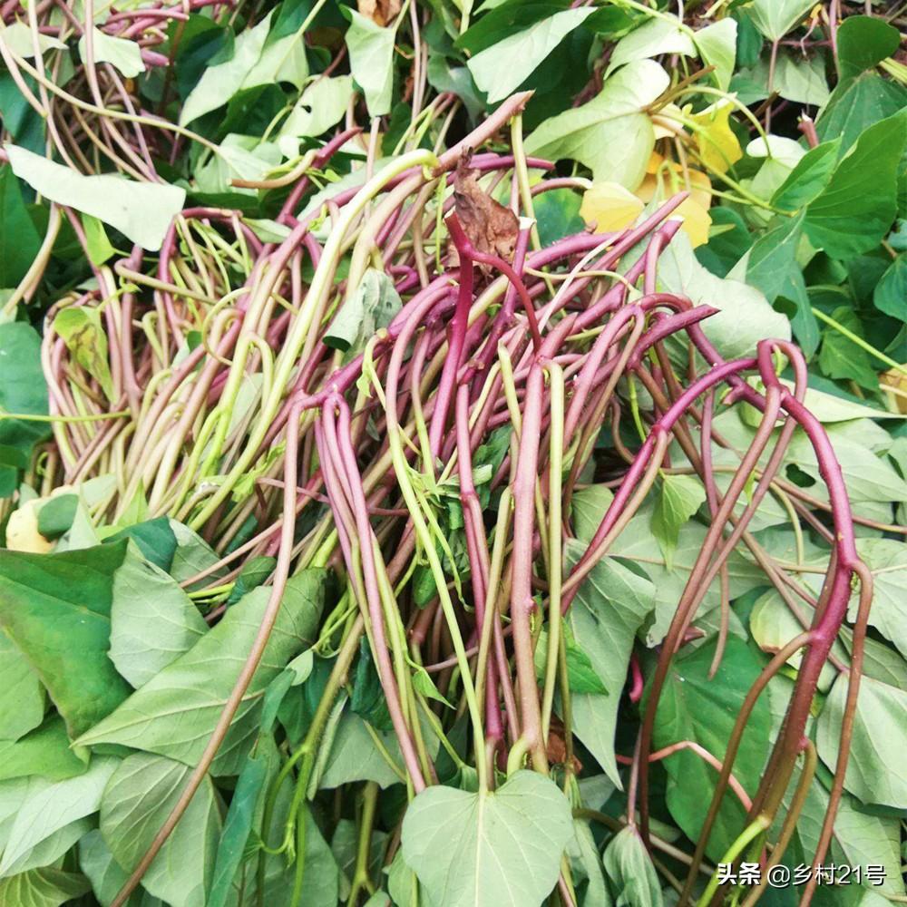 富硒地瓜怎么种植