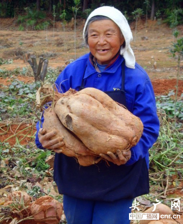 邹城富硒地瓜种植