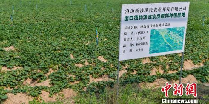 桥头富硒地瓜直播