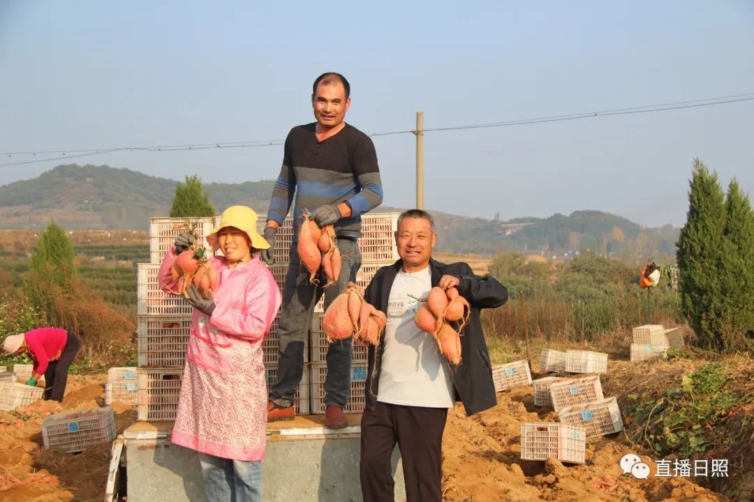 莒县富硒地瓜地址