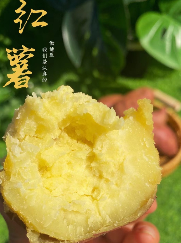 北京桥头富硒地瓜