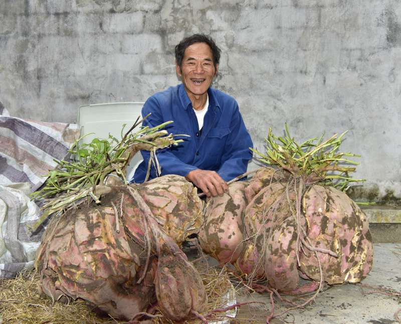 儋州富硒地瓜种植