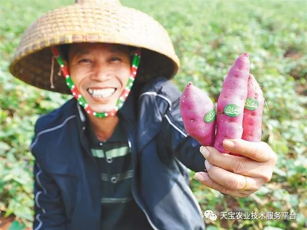 网购桥头富硒地瓜