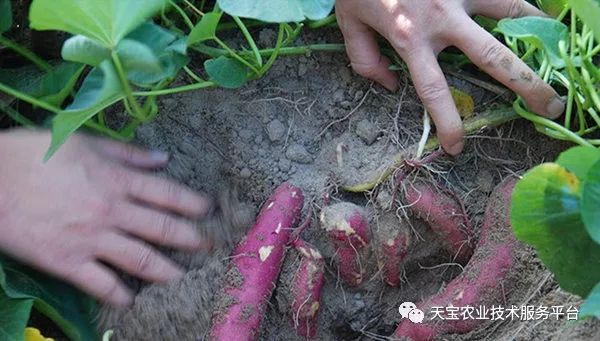 网购桥头富硒地瓜