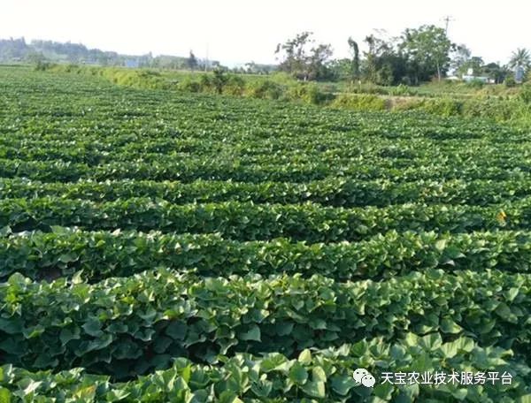 网购桥头富硒地瓜