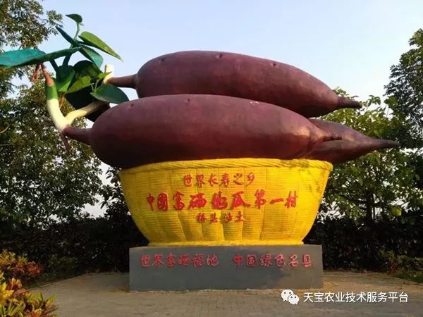 网购桥头富硒地瓜