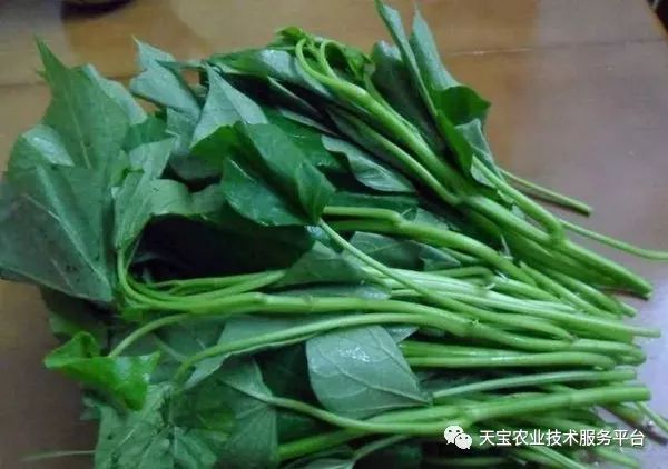 网购桥头富硒地瓜