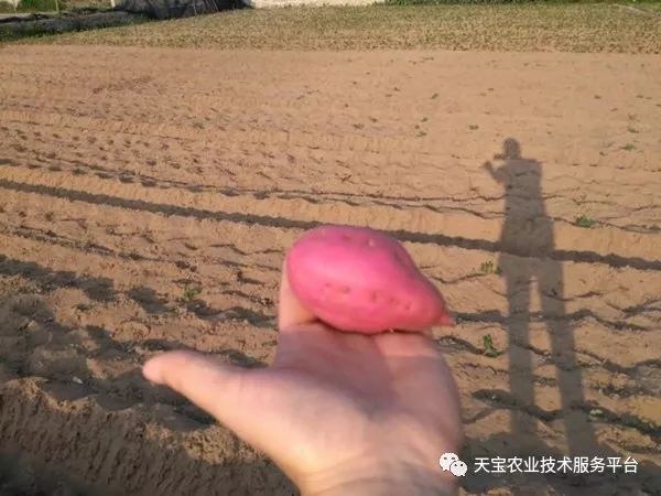 网购桥头富硒地瓜