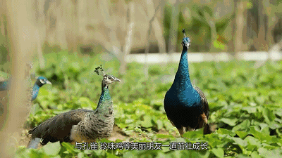 焦点访谈富硒地瓜