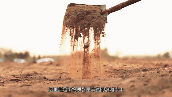 焦点访谈富硒地瓜