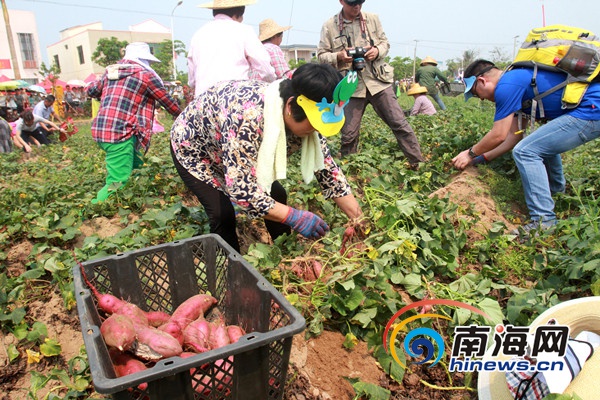 　　50组亲子家庭在地瓜地举行挖地瓜比赛，体验农家耕作的欢乐。南海网记者陈望 摄　　