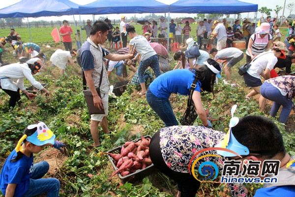 　　50组亲子家庭在地瓜地举行挖地瓜比赛，体验农家耕作的欢乐。南海网记者陈望 摄　　