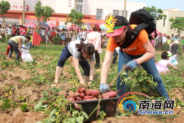 　　50组亲子家庭在地瓜地举行挖地瓜比赛，体验农家耕作的欢乐。南海网记者陈望 摄　　