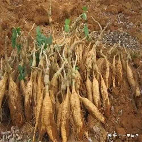 富硒地瓜是哪个?。ǜ晃毓喜赜心男?硒宝网
