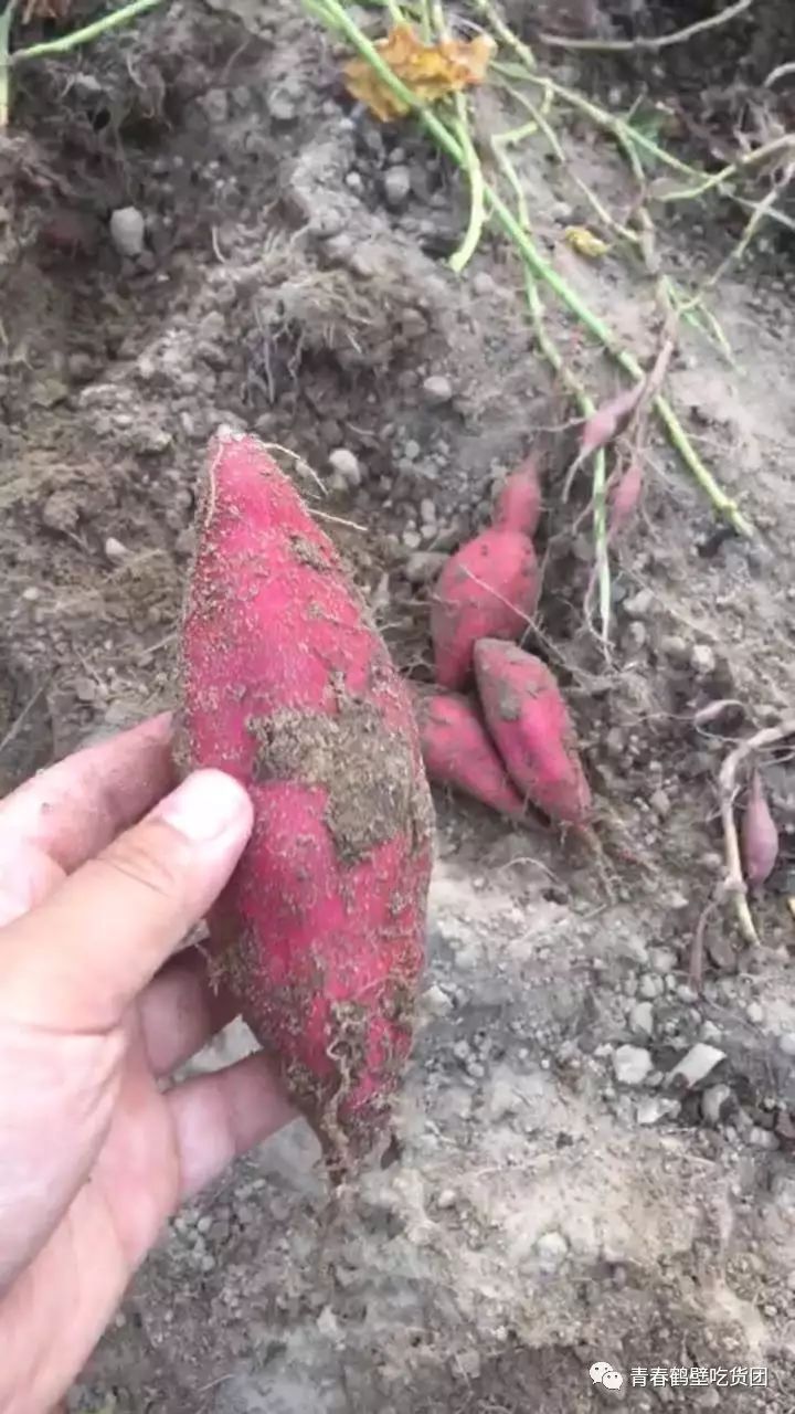 板栗薯和富硒地瓜