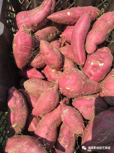 海南海口富硒地瓜（海南富硒地瓜多少钱一斤）-硒宝网