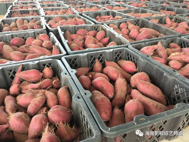 海南?？诟晃毓希êＤ细晃毓隙嗌偾唤铮?硒宝网