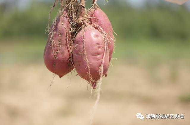 海南??诟晃毓希êD细晃毓隙嗌偾唤铮?硒宝网