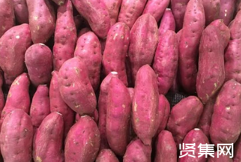 地瓜的种植方法和时间，地瓜品种有多少种？