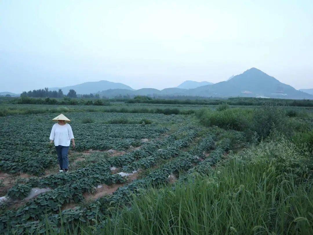 烟薯是富硒地瓜吗