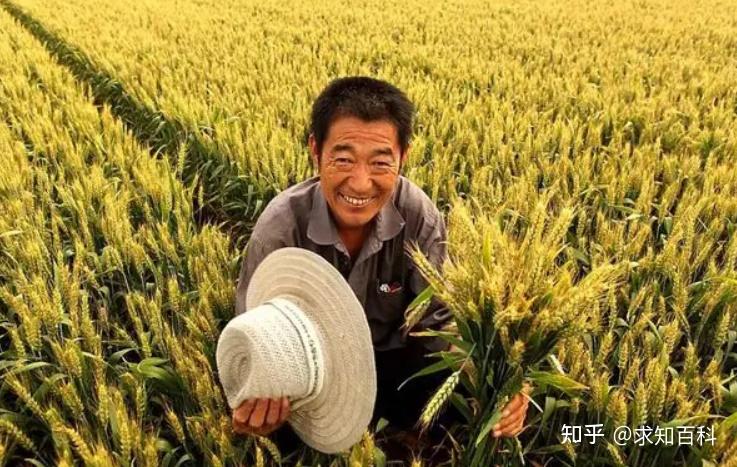 富硒面粉价格多少