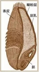 什么叫富硒面粉和