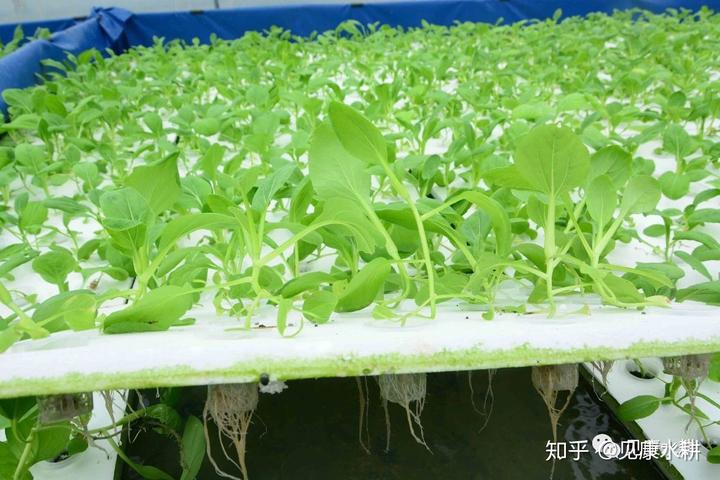 水培富硒蔬菜技术