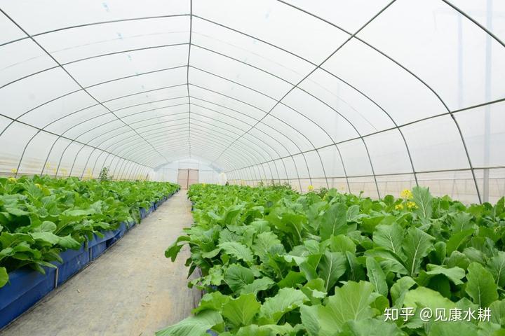 水培富硒蔬菜技术