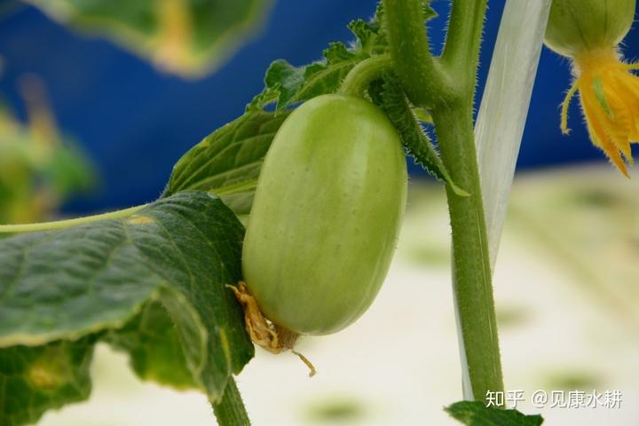 水培富硒蔬菜技术