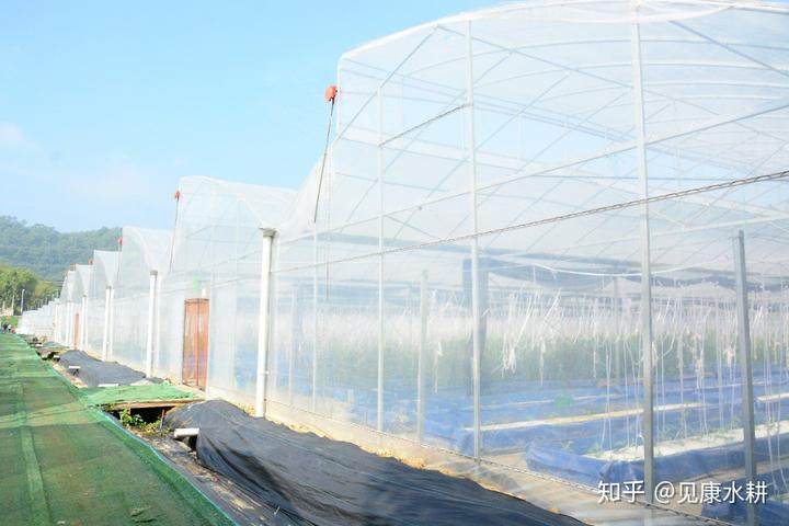 水培富硒蔬菜技术