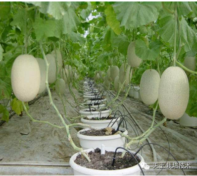 富硒绿色有机蔬菜