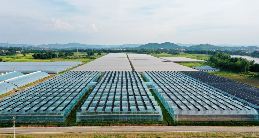 富硒瓜果蔬菜标准(蔬菜瓜果标准富硒含量)-硒宝网