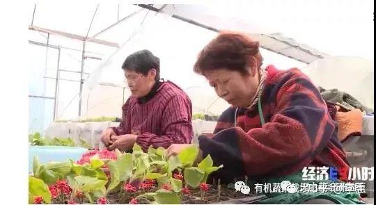 青海平安富硒蔬菜