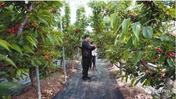 水培蔬菜富硒方式