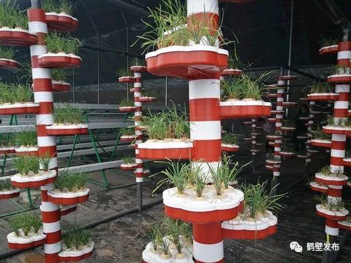 水培蔬菜富硒方式