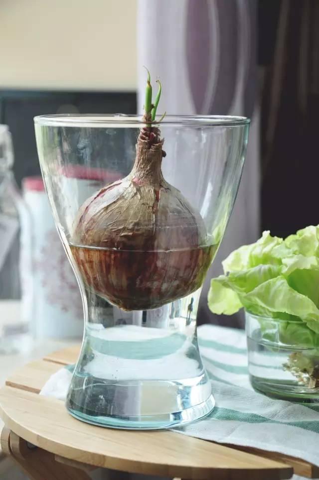 富硒水培蔬菜盆景