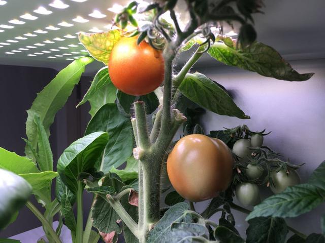 水培蔬菜富硒液肥