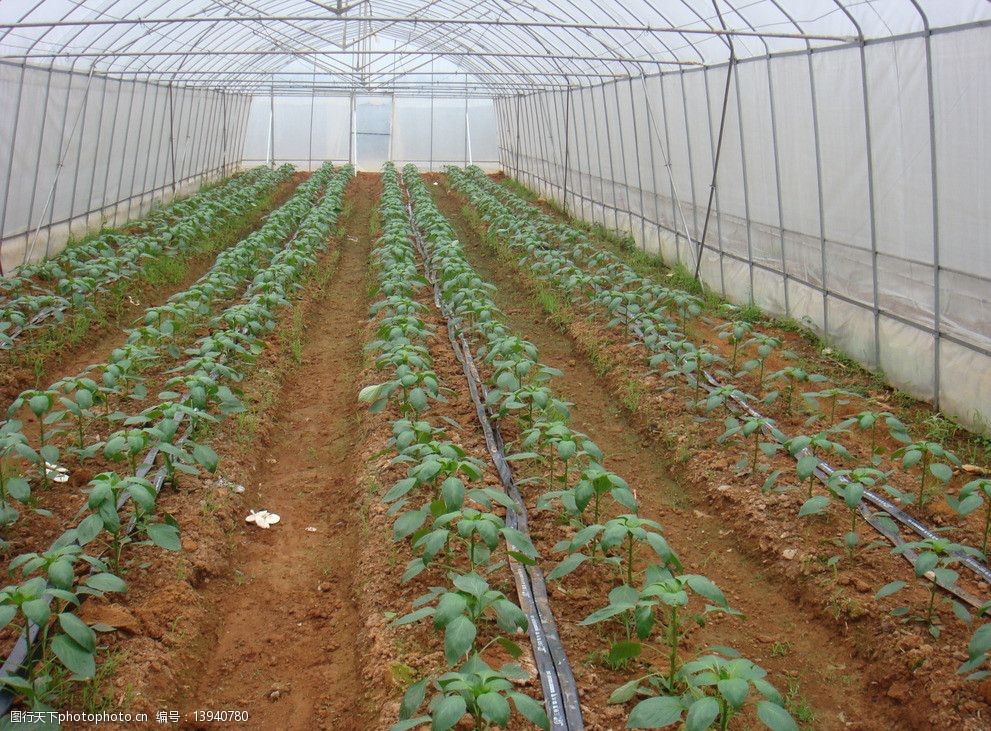 富硒蔬菜怎么认证